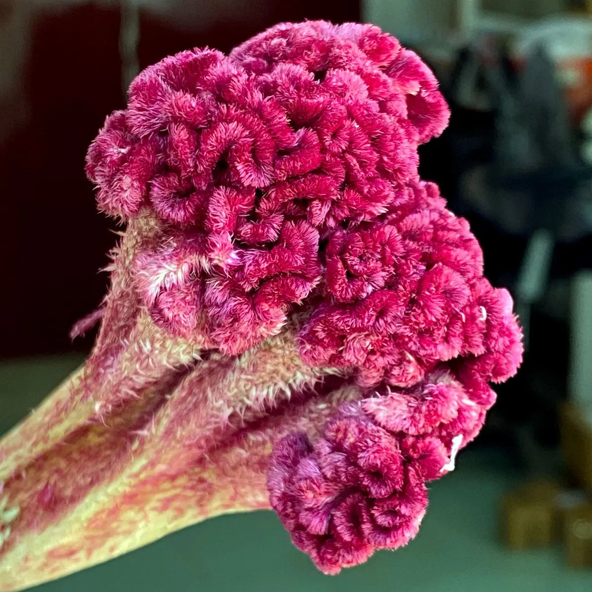 Pure Kashmiri Cockscomb Flower 100gm Kashmir Exotics