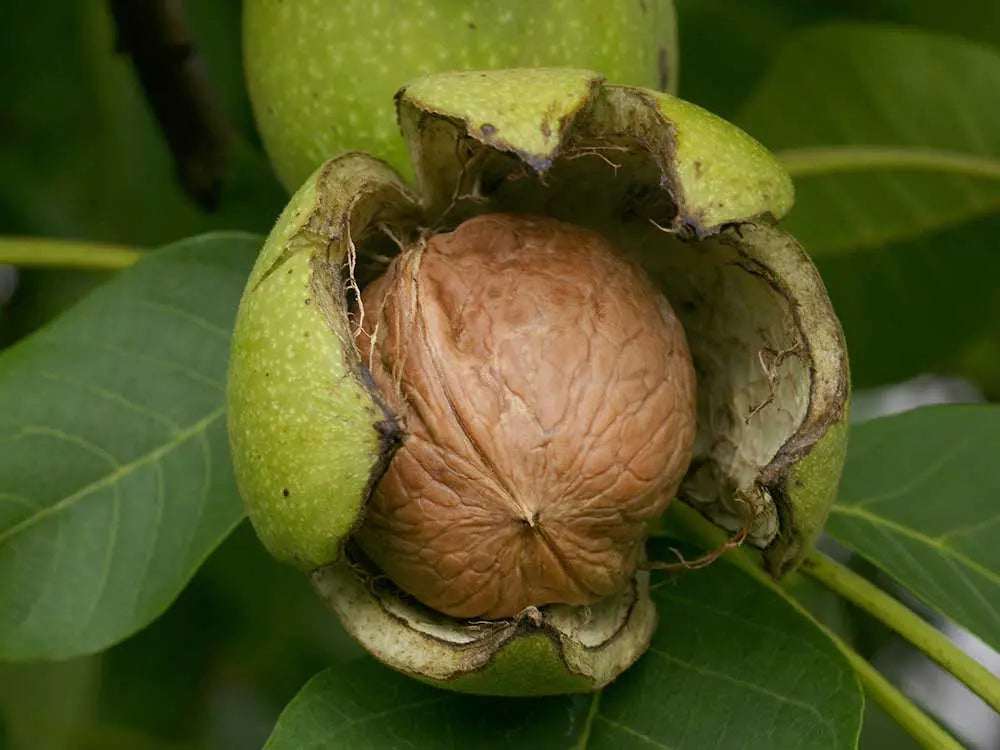 Pure Kashmiri Walnut Kernels Extra Light Half Kashmir Exotics