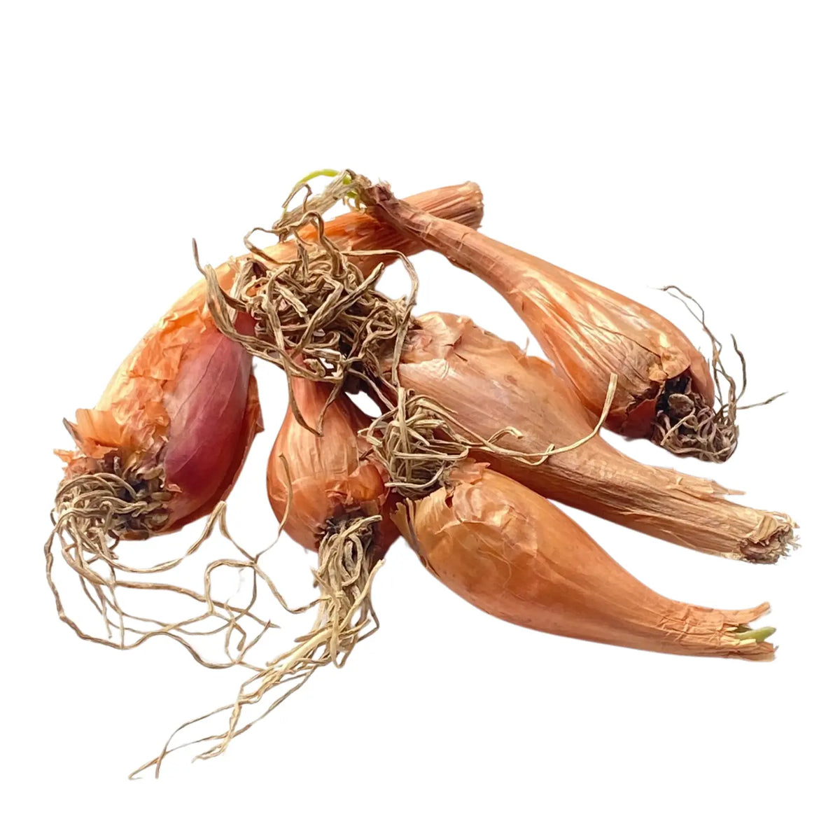 Kashmiri Shallots | Wild Onion (Praan) 250gm