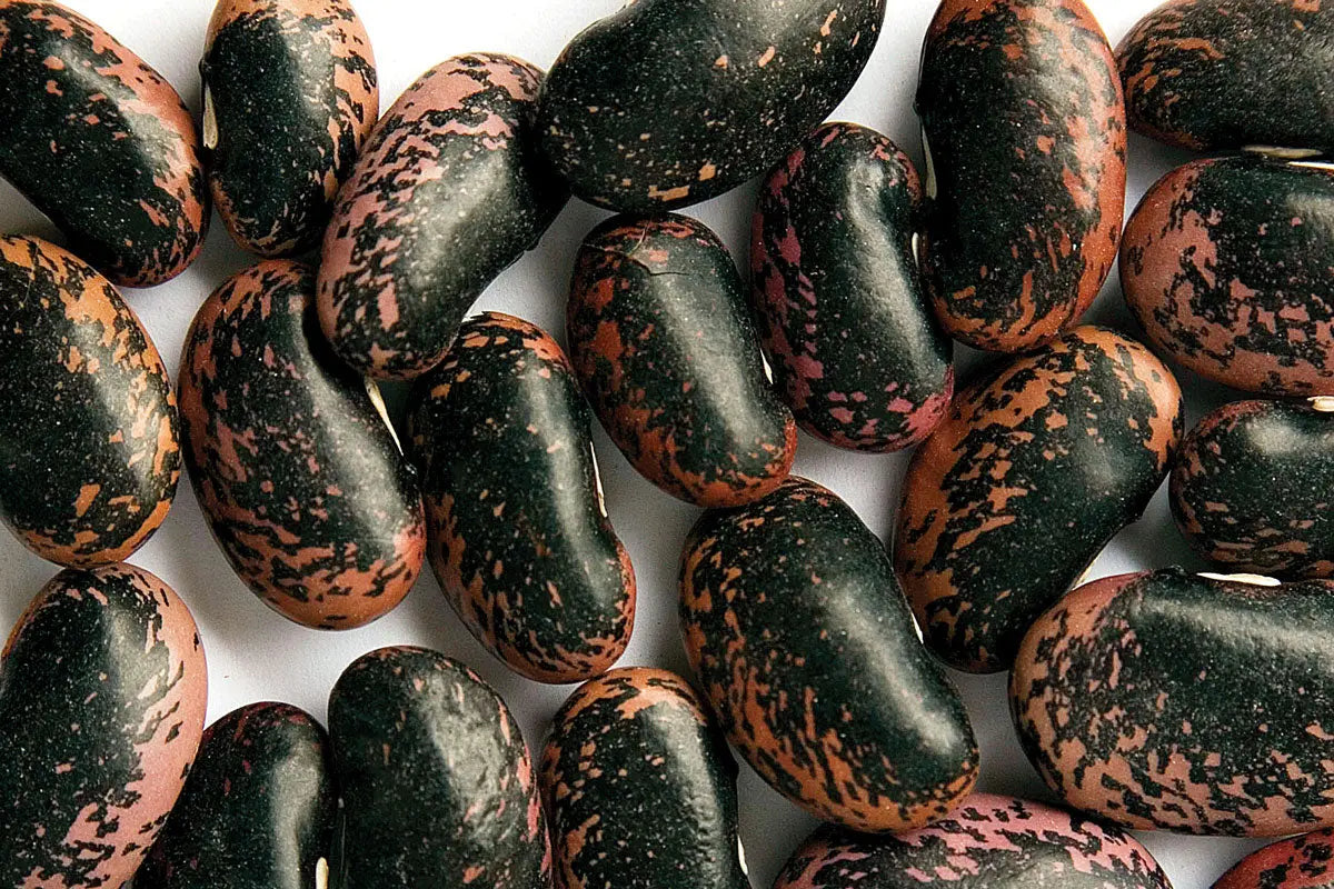 Kashmiri Scarlet Runner Beans 400gm Kashmir Exotics