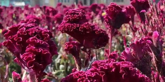 Kashmiri-Cockscomb-Flower-Mawal-Natural-Food-Coloring-Culinary-Secret-from-Kashmir Kashmir Exotics