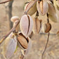 Pure Kashmiri Mamra Almond Kernels 400 gm Kashmir Exotics