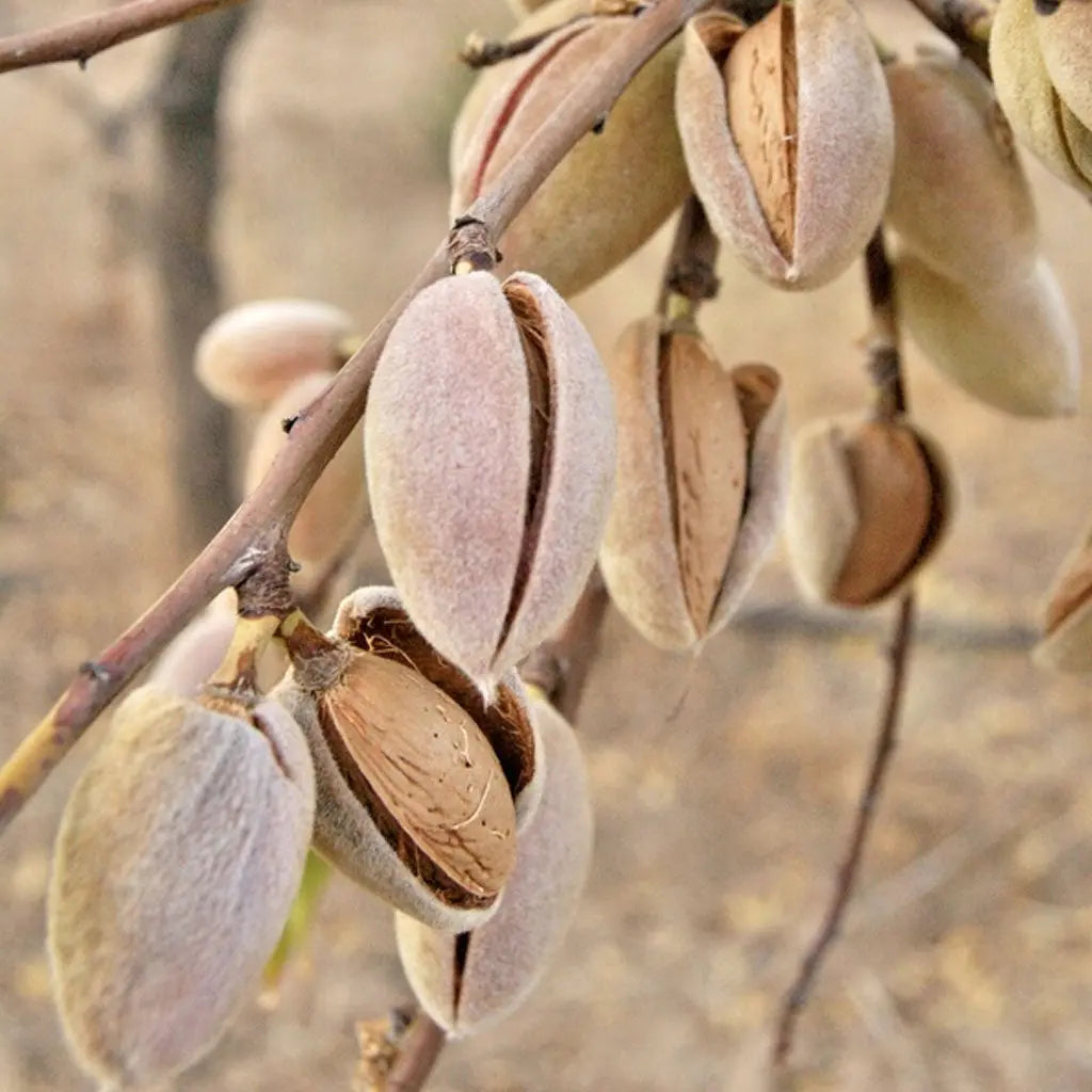 Pure Kashmiri Mamra Almond Kernels 400 gm Kashmir Exotics
