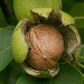 Pure Kashmiri Walnut Kernels Extra Light Half Kashmir Exotics