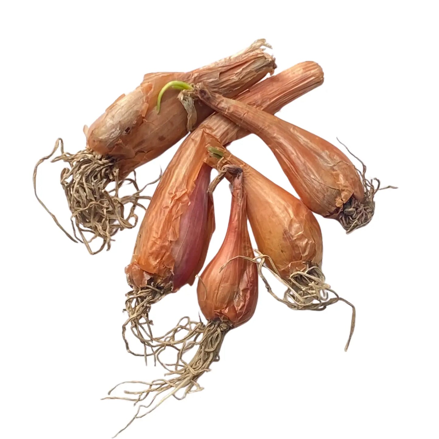 Kashmiri Shallots | Wild Onion (Praan) 250gm