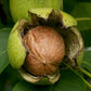 Pure Kashmiri Organic Walnuts With Shell Kashmir Exotics