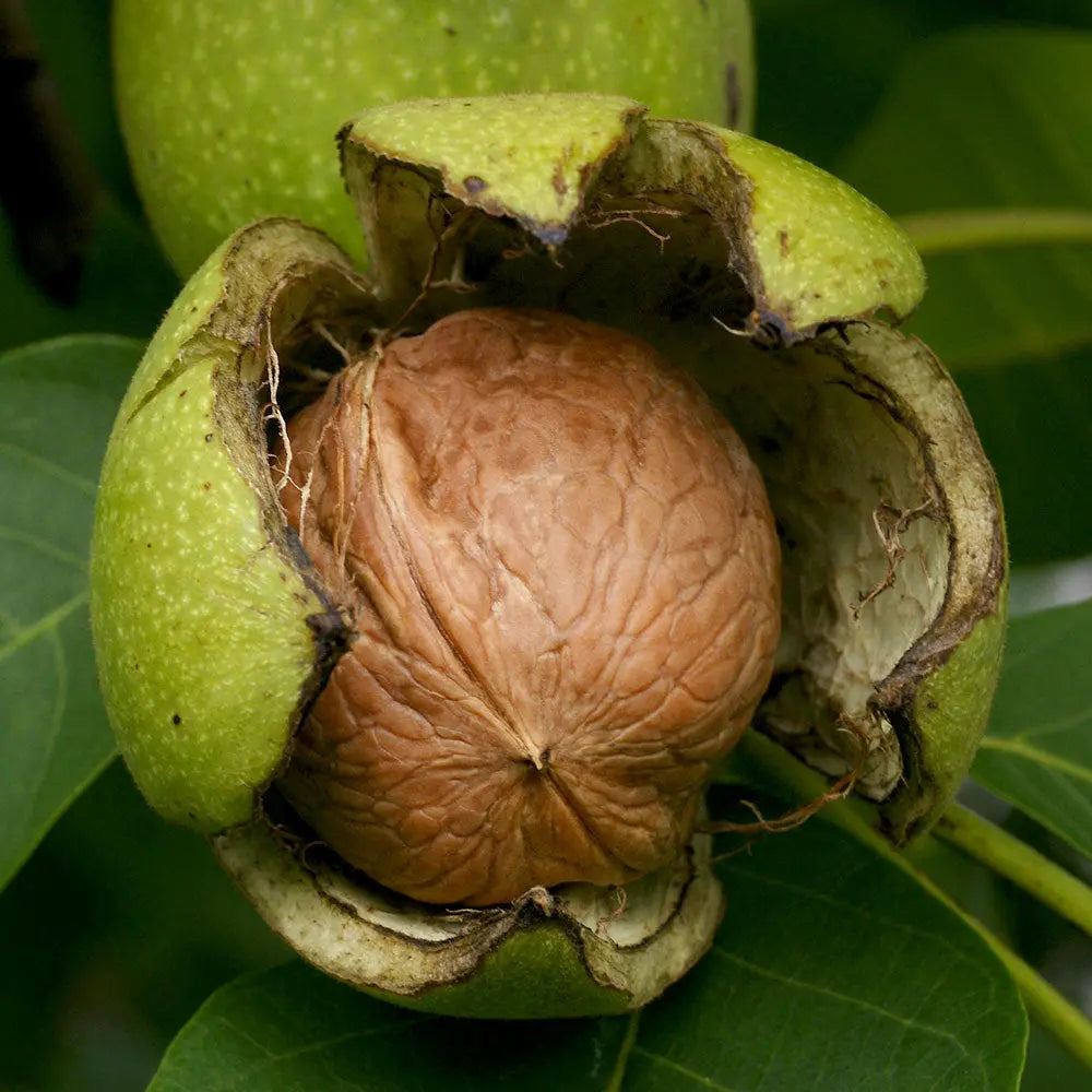 Pure Kashmiri Organic Walnuts With Shell Kashmir Exotics