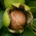 Pure Kashmiri Organic Walnuts With Shell 400 gms