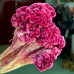 Pure Kashmiri Cockscomb Flower 100gms