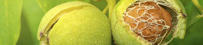 Dry Fruits Dry Fruits
